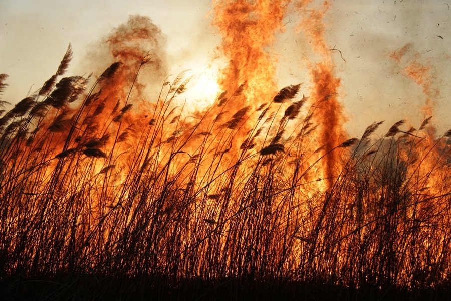 Останови огонь – не сжигай сухую траву